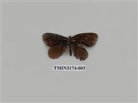 藏品(缺纏蠹蛾)的圖片